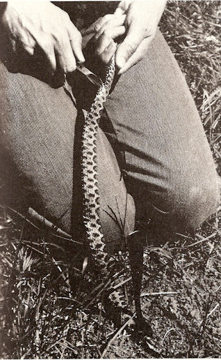 Il Colubro di Esculapio, il più dolce dei nostri serpenti